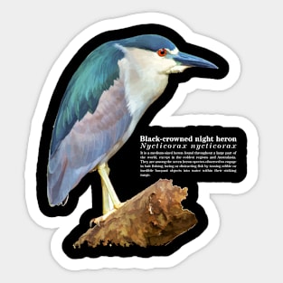 Black-crowned night heron tropical bird white text Sticker